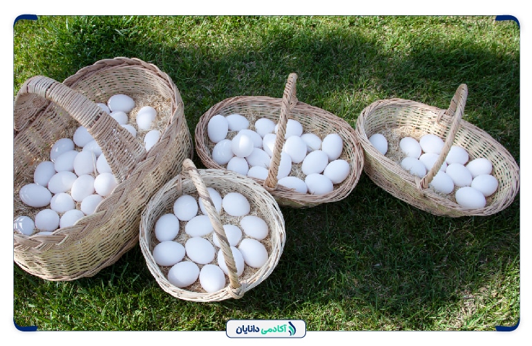 تشکیل سبد سهامی